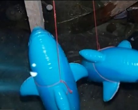 Пловдивчанка гледа делфини в... мазето си в Капана! Защо не? ВИДЕО