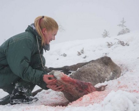 Потресаваща гледка! Десетки коне умряха, изоставени в Осоговската планина СНИМКИ