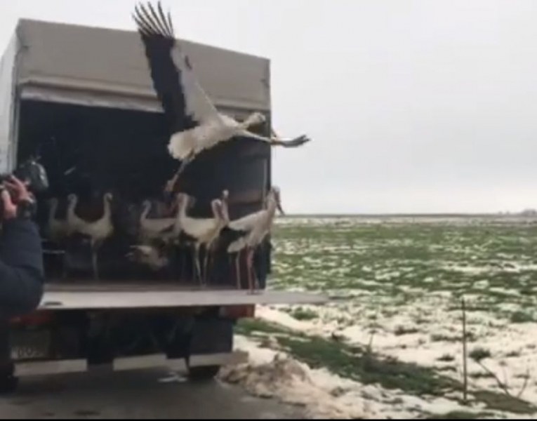 Красиво! Спасените щъркели от Дулово излетяха на свобода ВИДЕО