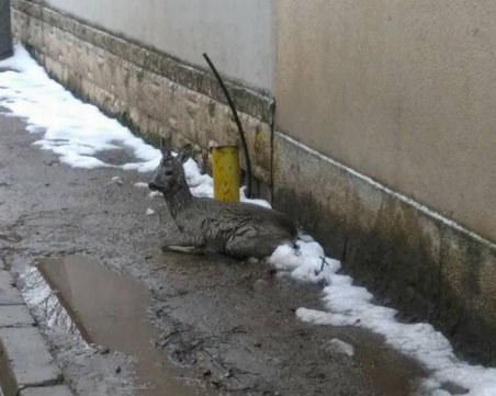 Мъж спаси сърна от бездомни и агресивни кучета