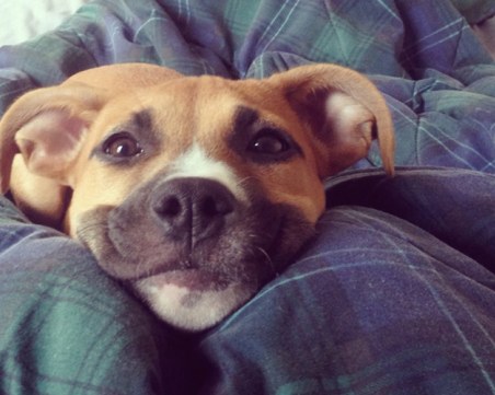 Световни компании пускат служителите си в отпуск, ако имат куче