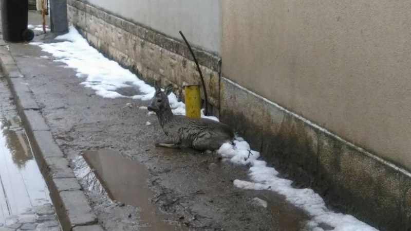 Мъж спаси сърна от бездомни и агресивни кучета