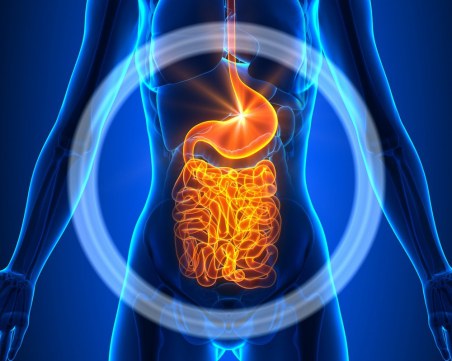 Лекари откриха нов орган в човешкото тяло