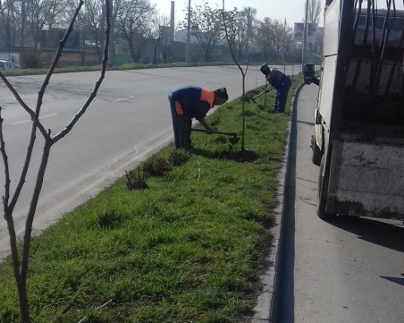 Кършияка става по-зелен, засадиха над 40 дървета СНИМКИ