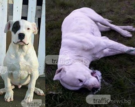 Отровиха Хамър! Извратен хвърли отрова в двор, където играят и малки деца! СНИМКИ