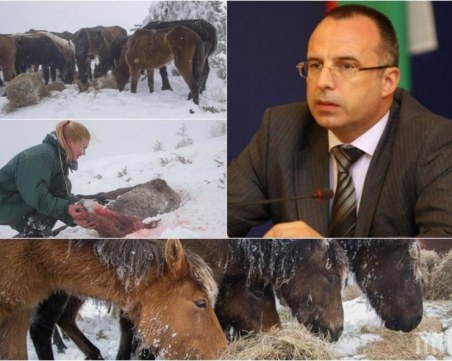 Заради кървавата съдба на конете: Уволняват шефа на БАБХ в Кюстендил