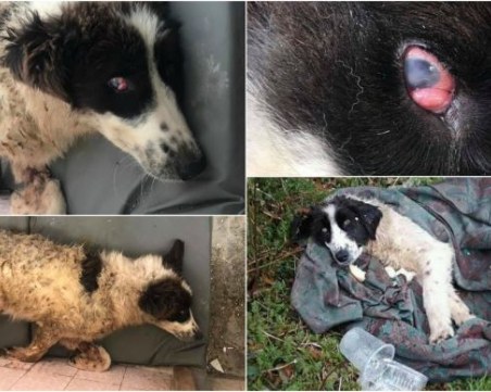 Зверство! Простреляха куче в окото, в момента е парализирано СНИМКИ