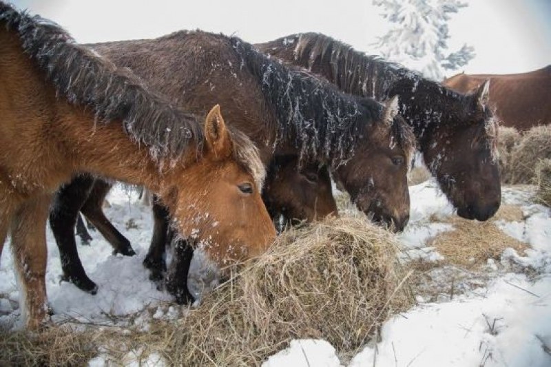 След случая с бедстващите коне: Масови проверки на всички животновъди, отглеждащи коне