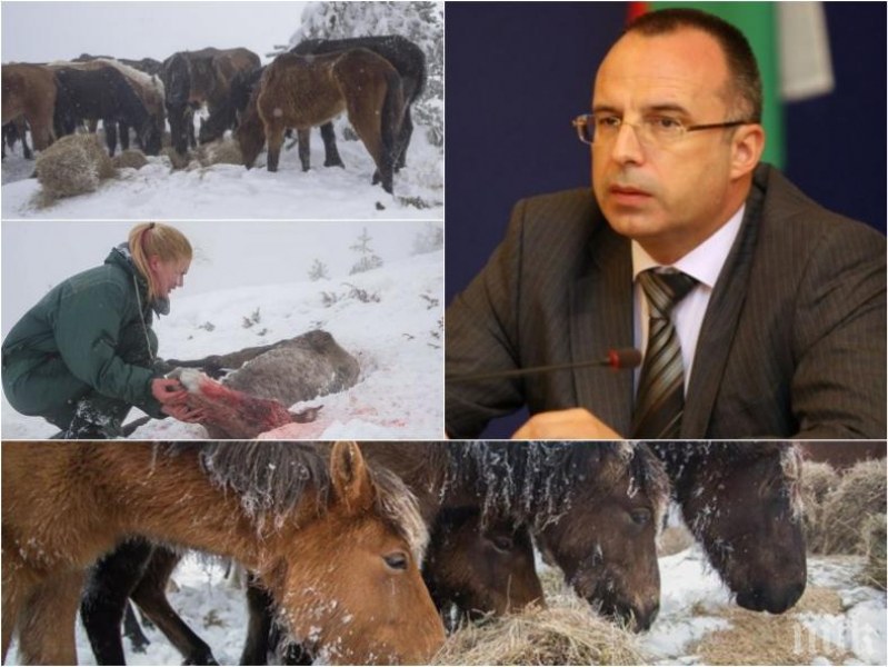 Заради кървавата съдба на конете: Уволняват шефа на БАБХ в Кюстендил