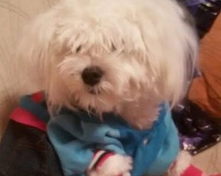 Търси се изгубена малтийска болонка - да помогнем!