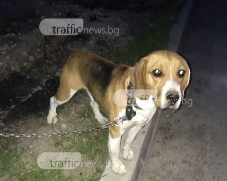 Куче се лута само в Остромила! Търси собственика си СНИМКИ