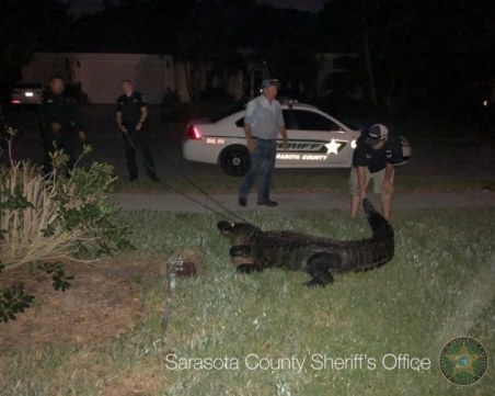 3-метров алигатор се нанесе в домашен плувен басейн ВИДЕО