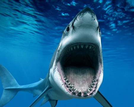 Акула нападна сърфист, лекарите се борят за живота му