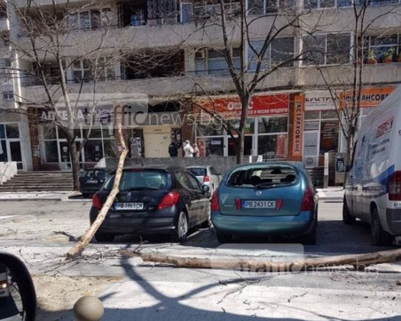 Големи клони разбиха коли на новия паркинг на “Васил Априлов“ СНИМКИ