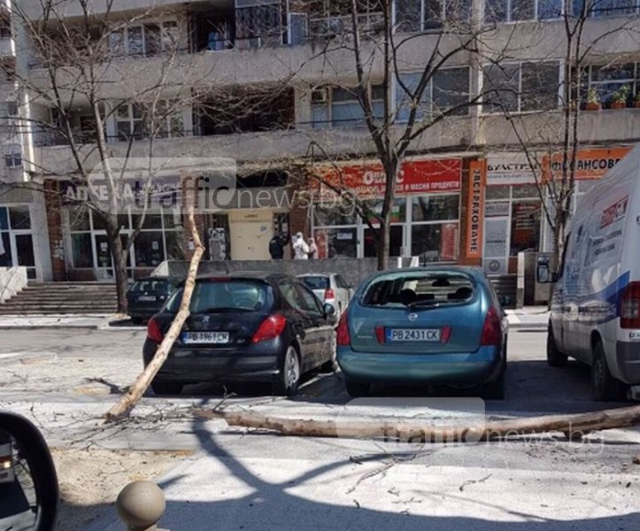 Големи клони разбиха коли на новия паркинг на “Васил Априлов“ СНИМКИ