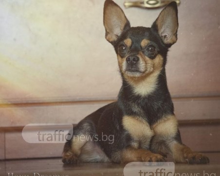 Бъки изчезна! Виждал ли го е някой в ЖР Тракия? ОБНОВЕНА* СНИМКИ