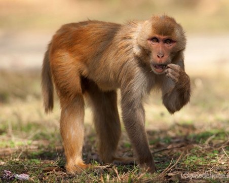 Маймуна убиец отвлече бебе! Намериха го мъртво