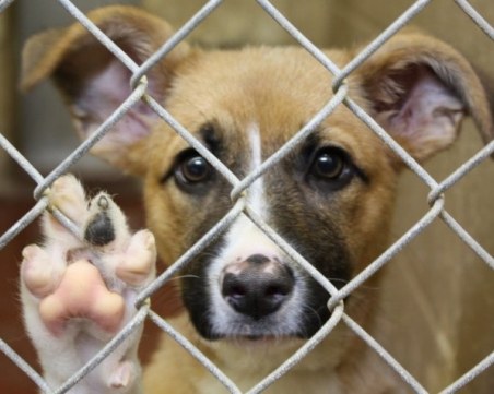 Тяхното място не е на улицата! Осиновете си куче от пловдивския приют!