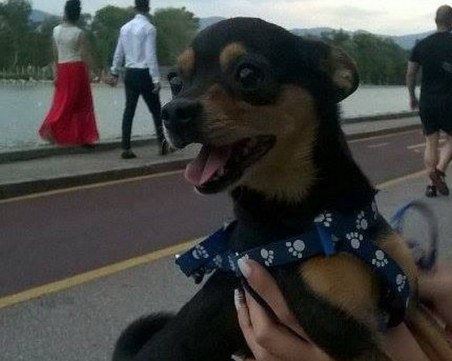 Бъки все още го няма! Стопаните предлагат щедро възнаграждение! ОБНОВЕНА* СНИМКИ