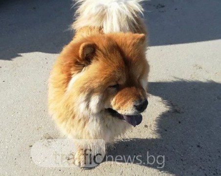Домашно куче се скита на Асеновградско шосе! Виждали ли сте го? СНИМКИ
