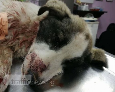 Полуживо куче на пътя накара млад мъж да изригне