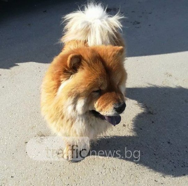 Домашно куче се скита на Асеновградско шосе! Виждали ли сте го? СНИМКИ