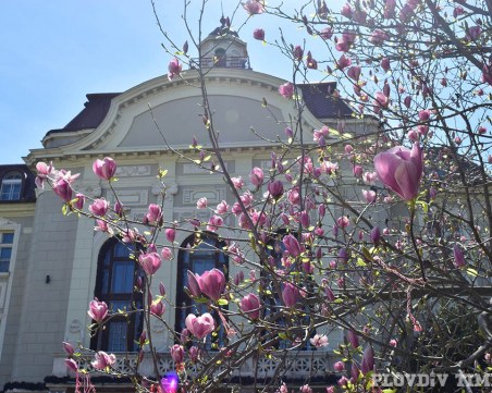 Магнолията пред Общината разцъфтя с цялата си прелест СНИМКИ