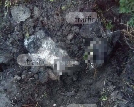 Масово тровят кучета и котки в пловдивско село СНИМКИ