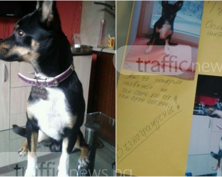 Откраднаха пинчер с красиви шарки в квартал Беломорски! Собствениците дават възнаграждение СНИМКИ