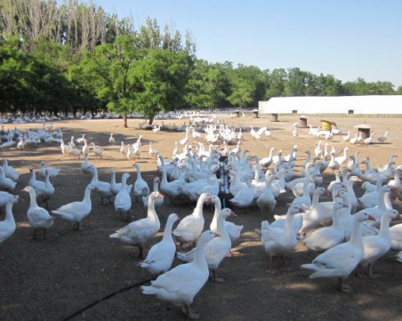 Откриха огнище на птичи грип във ферма за птици! Унищожават всички животни