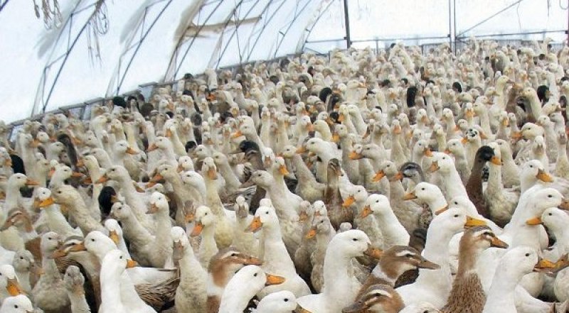 Умъртвиха 6000 патици болни от птичи грип