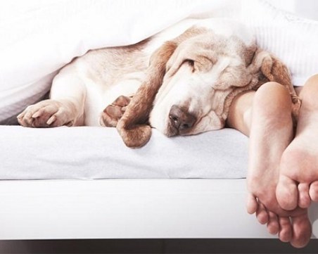 Пуснете кучето в леглото си - ще спите по-добре