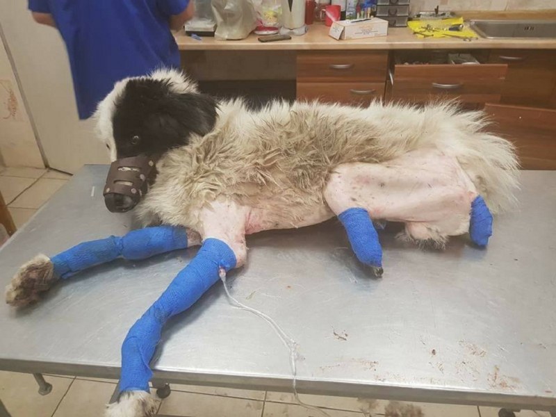 Евтаназират кучето с отрязани лапи, намерено в Пазарджик