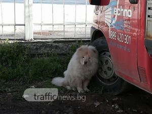 Изгубих се! Търся си стопанина СНИМКА