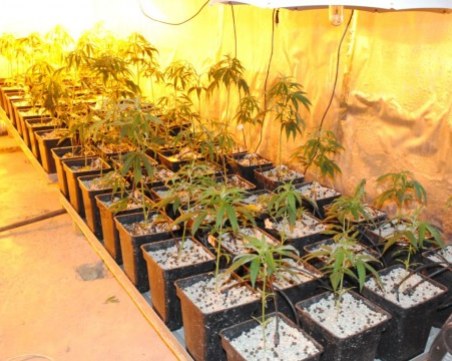 Разбиха домашна оранжерия за канабис в Раковски