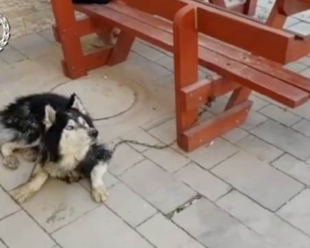 Способността да пее помогна на изгубено куче да се върне при стопанина си ВИДЕО