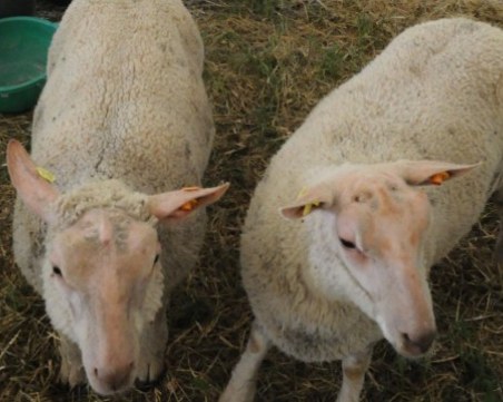 Българин закла агне пред дома си в Паралимни! Кипърската полиция го погна