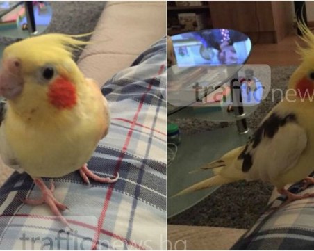 Пъстър папагал се изгуби в района на болница Каспела! Ако го забележите, сигнализирайте СНИМКИ