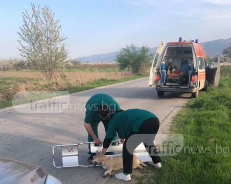 Почина блъснатото куче, което лекари от Бърза помощ се опитаха да спасят СНИМКИ