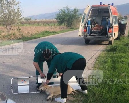 Спрялата линейка за блъснато куче взриви интернет! Разделени сме! Отчайващо разделени...