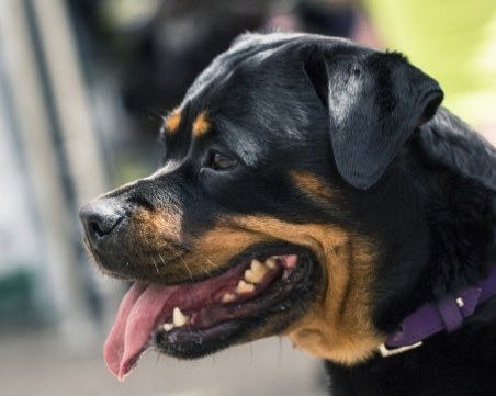 Не забрана за определени породи кучета, а психотест на стопаните им!