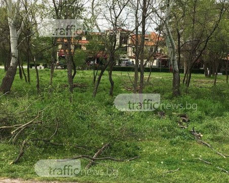 Общински съветник: Има поголовна сеч на Гребната база заради ресторант!