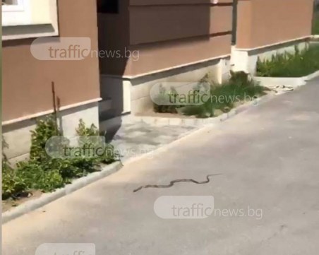 Огромен смок изпълзя в Смирненски! Застана на припек пред жилищна кооперация СНИМКИ и ВИДЕО