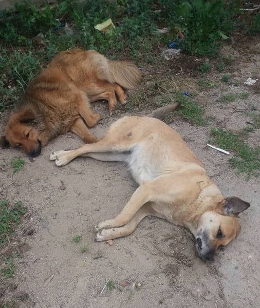 Пловдивски зоополицаи разследват смъртта на 4 кучета и 3 котки СНИМКИ