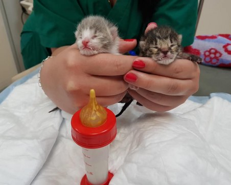 Новородени котета бяха изхвърлени пред клиника в Кършияка! Търсят се осиновители СНИМКИ