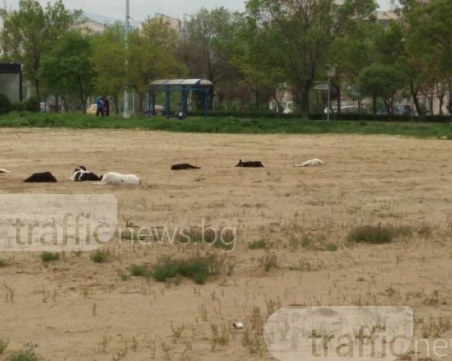Страх ме е за детето ми! Седем бездомни кучета “изникнаха“ в ЖР Тракия СНИМКИ