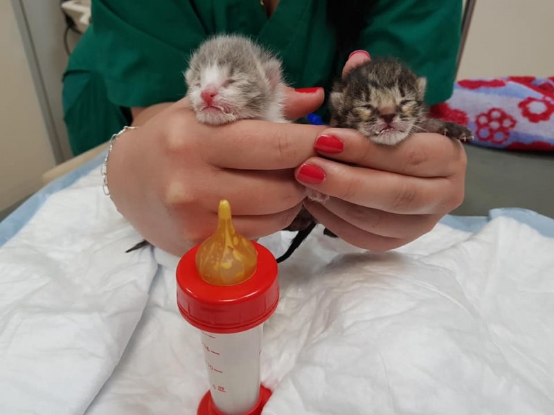 Новородени котета бяха изхвърлени пред клиника в Кършияка! Търсят се осиновители СНИМКИ