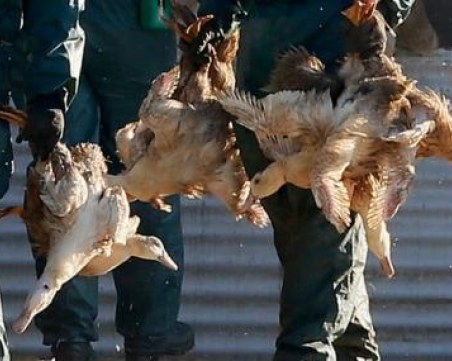 Умъртвяват патици и пернат дивеч край Пловдив! Открити са две огнища на птичи грип