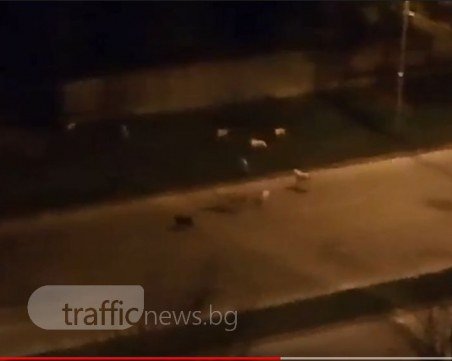 Пловдивчани, ако искате да спите, слагайте тапите! Няма друг начин! ВИДЕО