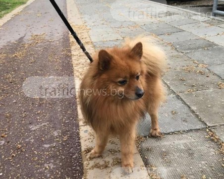 Немски шпиц се изгуби в района на стадион Христо Ботев! Познавате ли си го? СНИМКА